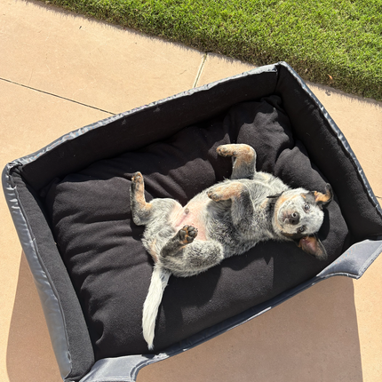 Collection image for: Pets